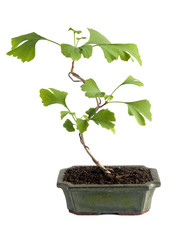 Bonsai, Ginkgo biloba
