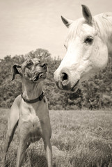 Great Dane with white Arabian horse nose to nose in sepia