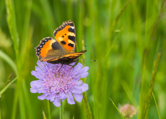 Kleiner Fuchs auf Blüte I