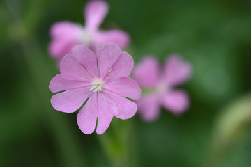 fiori di campo fiore prato primavera 