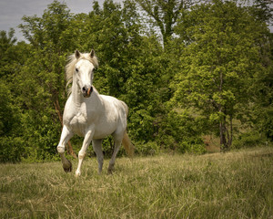 White Arabian horse running towards viewer in grassy meadow