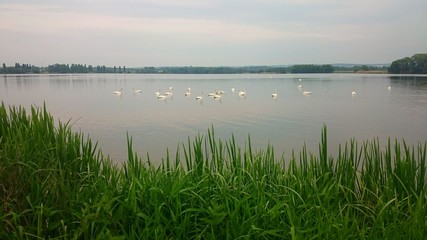 Landscape shot with swamps on the pond.