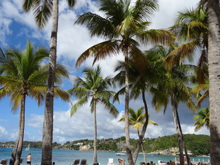 Palmiers, République Dominicaine