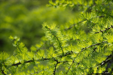 Larch tree branch (Larix) closeup with needles.