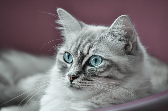 Blau&auml;ugige Ragdoll-Katze