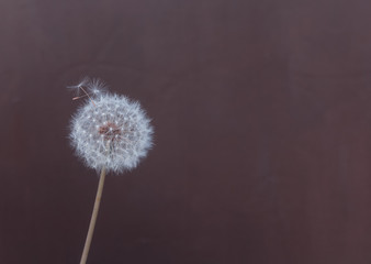 Fluffy dandelion on a brown background