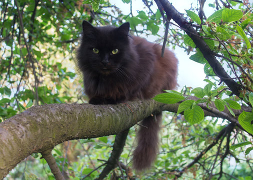 Black Cat Sitting On A Tree. Pets