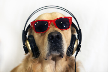 Cane golden retriever con cuffia e occhiali