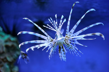 Obraz premium Lionfish