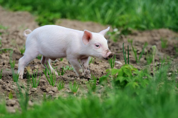 Piglet on farm