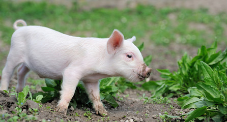 Piglet on farm