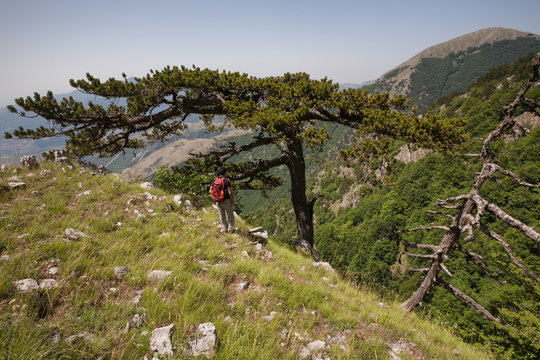 PARCO DEL POLLINO