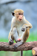 Monkey in the living nature