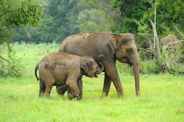 Fototapeta premium Elephants