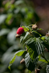 malina_02 © foxlens