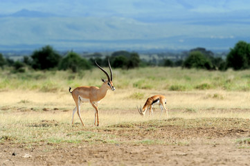 Thomson's gazelle