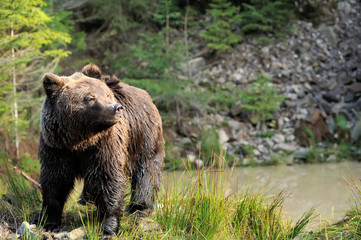 Fototapeta na wymiar Brown bear