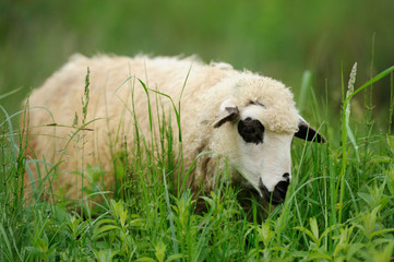 Flock sheep on a summer field
