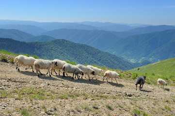 Obraz premium Sheep