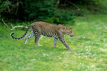 Obraz premium Leopard