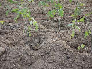 Tomaten Stecklinge im Beet