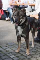 Shikoku dog