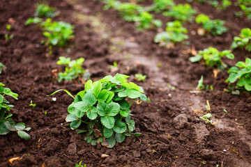Plant.