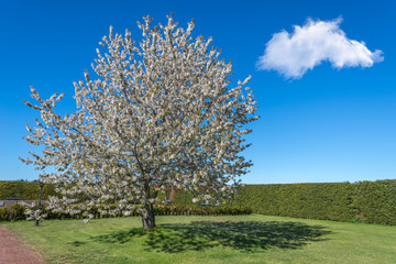 Fototapeta na wymiar Blossom apple tree