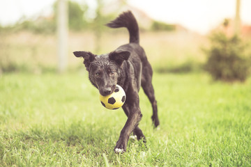 Adopted mixed breed dog playing with soccer ball