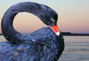 Printed roller blinds Swan black swan