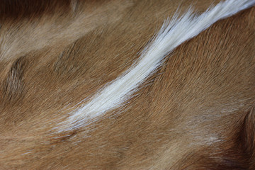 coarse fur