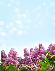 spring. lilac branch