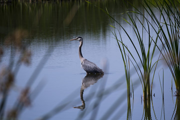 Blue Heron Standing Wetlands Reflections In Water