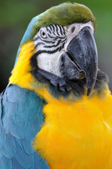 Close up beautiful macaw bird with blur background