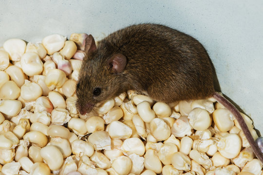 Mouse (small rodent) sits on grains (seeds) of corn