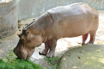 Hippopotamus eating green grass for its meal
