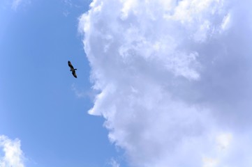 Falcon Flying in Sky