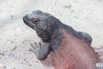 Chuckwalla