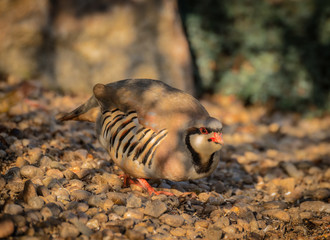 Chukar surprised while searching for food.