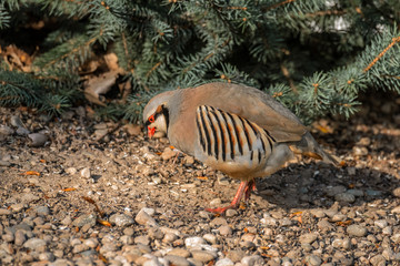 Chukar studies bare ground for traces of food