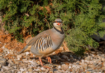 Chukar stops to look at viewer.