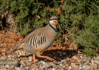 Strutting Chukar looks at viewer