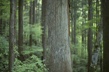 Obraz premium Forest of cypress