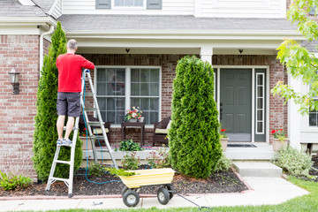 Yard work around the house trimming Thuja trees