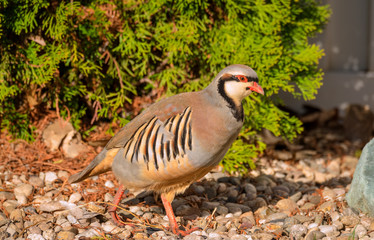 Chukar waliking in morning sunshine