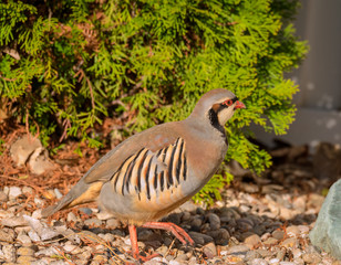 Chukar high steps past viewer