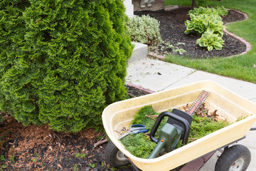 Using a hedge trimmer to trim Arborvitaes