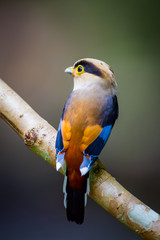 Backside of Silver-breasted Broadbill 