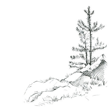 pine trees and rocks
