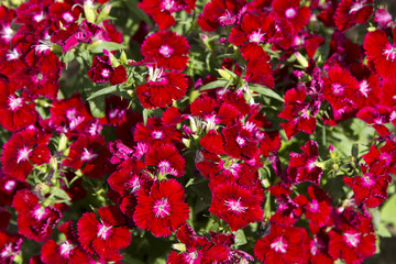 Dianthus barbatus red